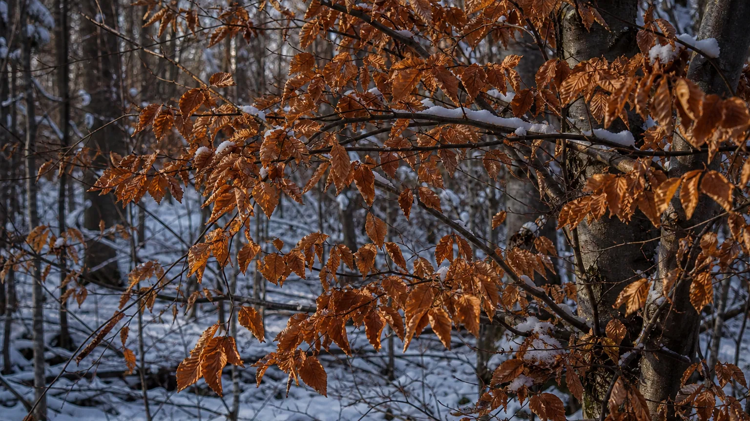 Branches de hêtre couvertes de feuilles brunes et sèches en plein hiver, neige légère au sol, lumière froide.