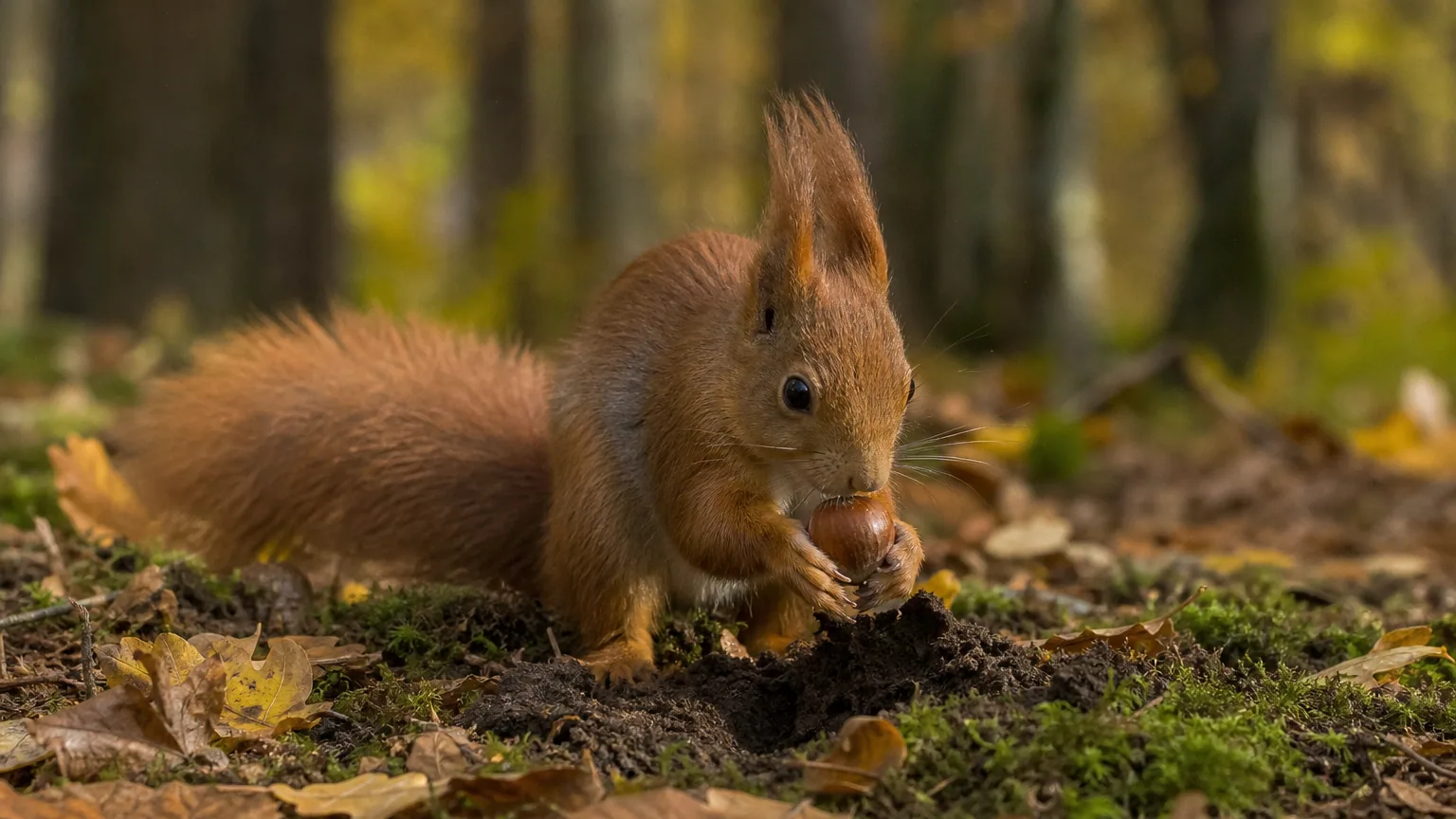 Écureuil roux tenant une noisette entre ses pattes au-dessus d'un petit trou fraîchement creusé, dans un sous-bois d'automne couvert de feuilles mortes.