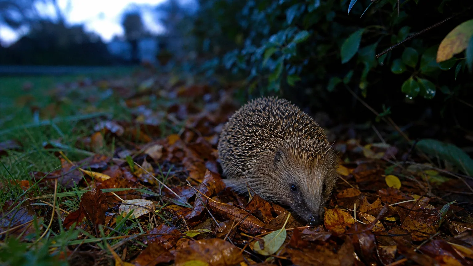 Hérisson d'Europe se faufilant entre des feuilles mortes dans un jardin au crépuscule d'automne.
