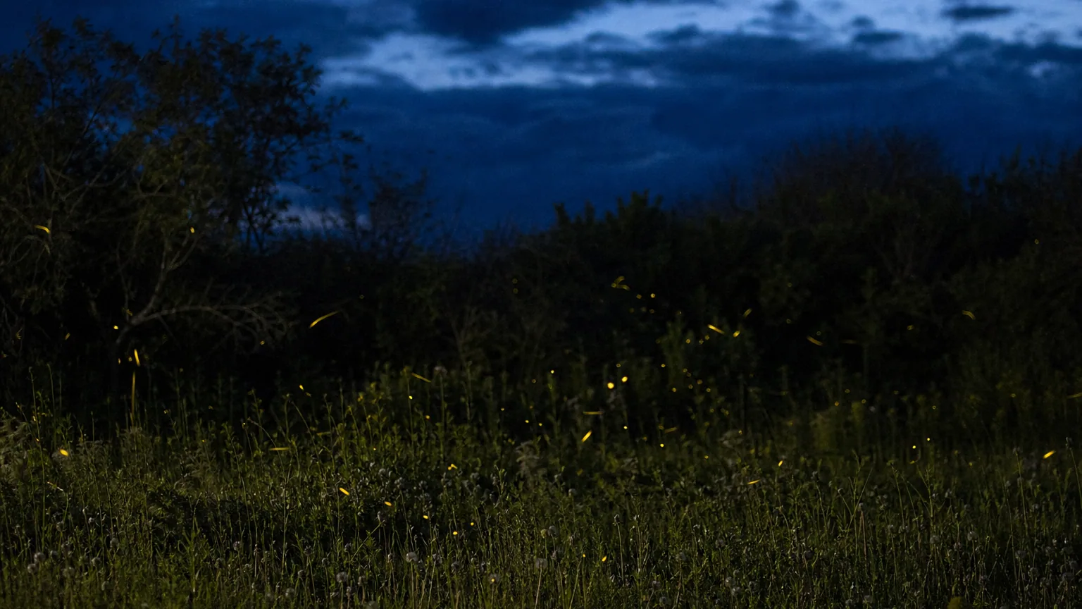 Lucioles qui clignotent au-dessus d'un pré à la tombée de la nuit, traces lumineuses en pose longue, ciel bleu nuit.
