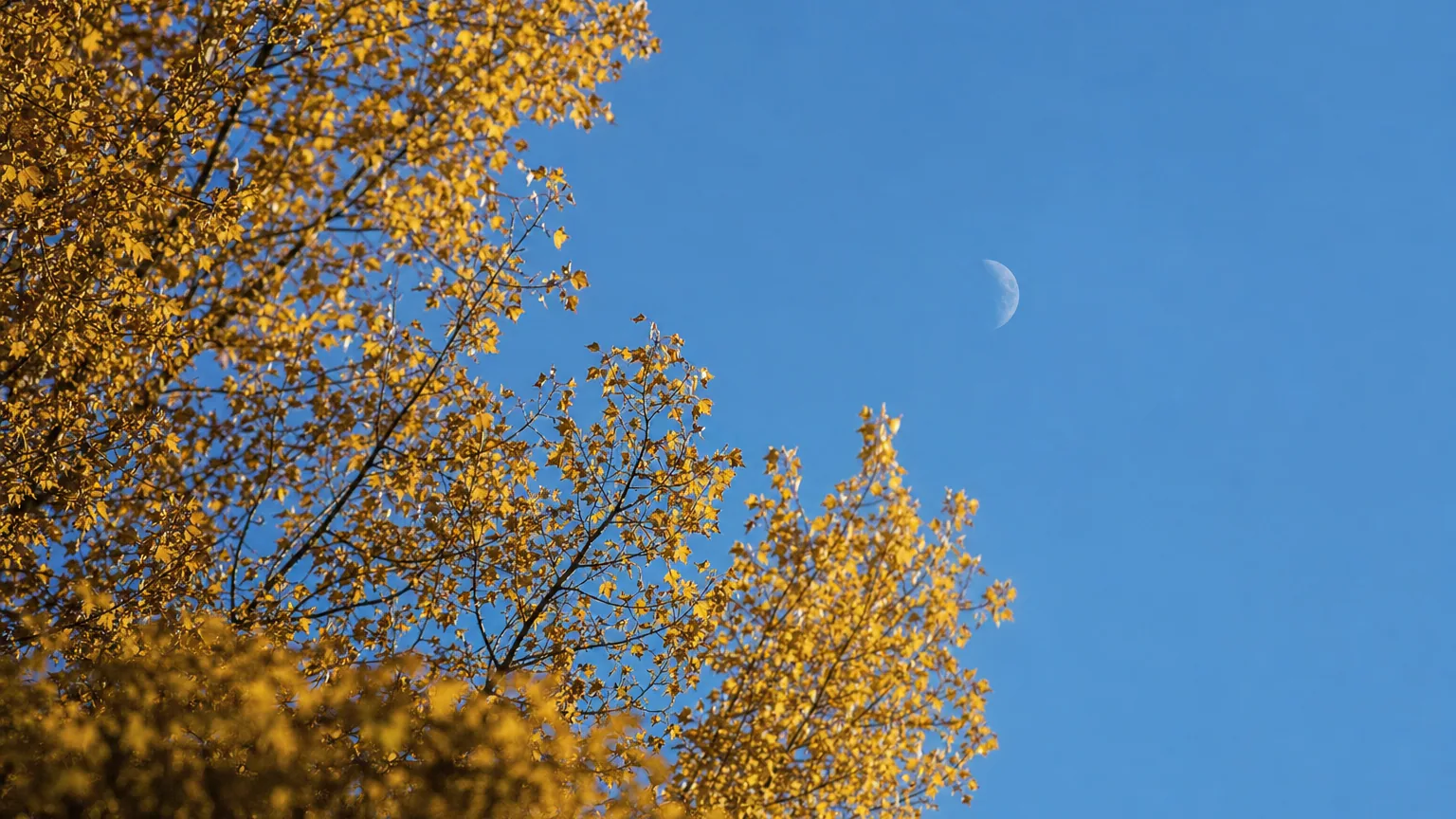 Un croissant de Lune pâle visible en plein jour dans un ciel bleu, au-dessus de branches d'arbre dorées.
