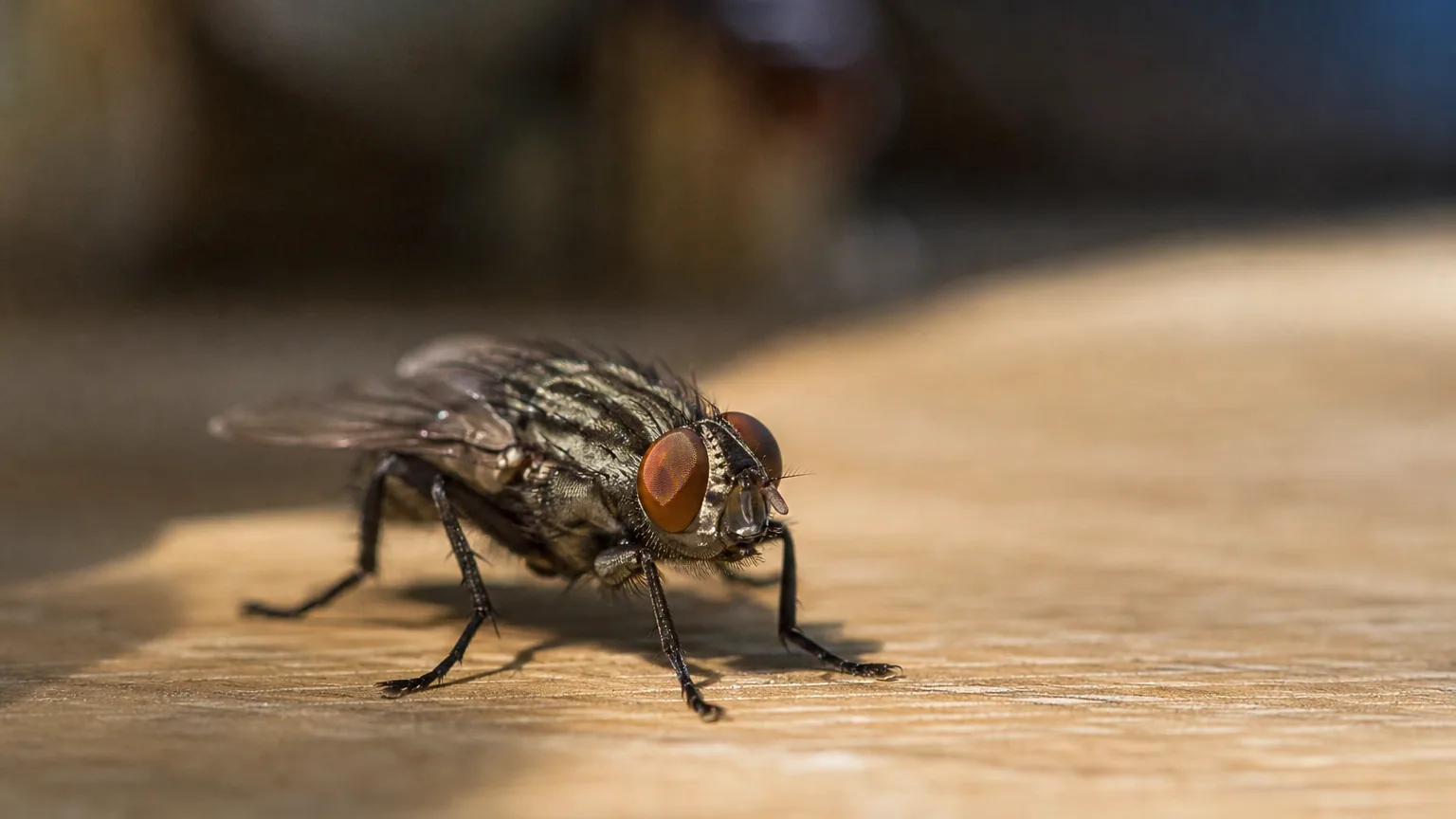 Mouche posée sur une table en bois, vue rapprochée de ses yeux composés, lumière naturelle rasante d'intérieur.