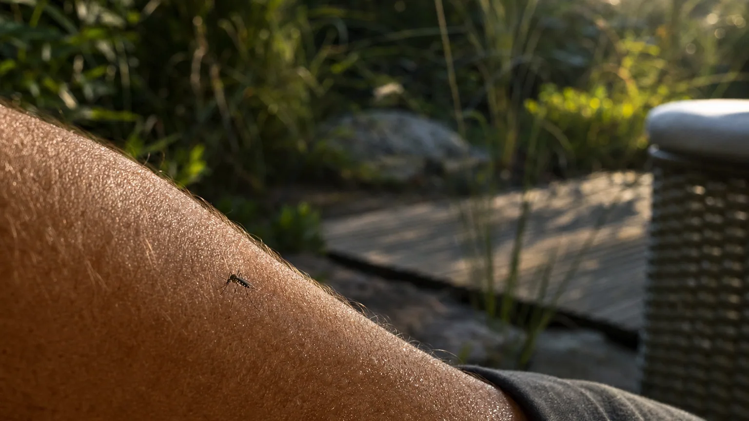Un moustique posé sur la peau d'un avant-bras humain au crépuscule, dans un jardin estival.