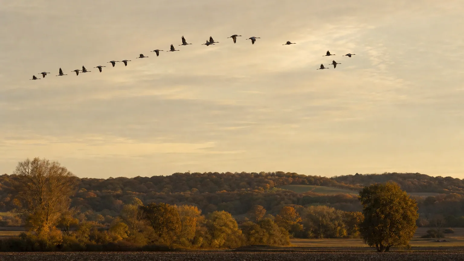 Vol de grues cendrées en longue formation oblique dans un ciel d'automne doré, au-dessus de champs labourés et de collines boisées aux couleurs rousses.