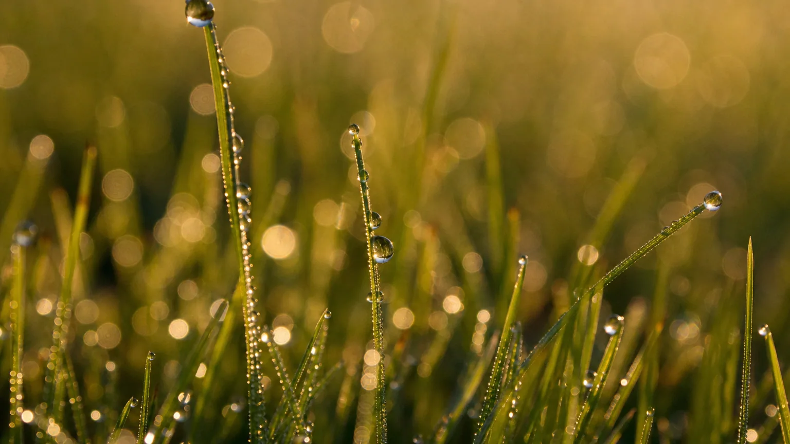 Gros plan de brins d'herbe verte couverts de fines gouttes de rosée au lever du soleil, lumière dorée rasante et arrière-plan flou.